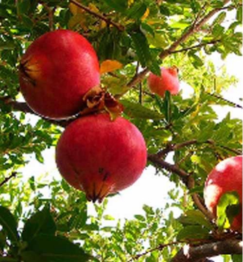 Pomegranate Tree - ডালিম